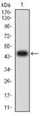 Fc of IgG low affinity IIIa receptor isoform 1 antibody, NBP2-61693, Novus Biologicals, Western Blot image 