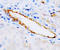 Adrenoceptor Alpha 2A antibody, AP23299PU-N, Origene, Immunohistochemistry paraffin image 