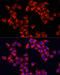 Rho GTPase Activating Protein 1 antibody, 19-143, ProSci, Immunofluorescence image 