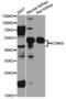 Potassium channel subfamily K member 9 antibody, STJ111340, St John