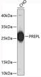 Prolylendopeptidase-like antibody, 19-342, ProSci, Western Blot image 