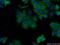 Aspartyl Aminopeptidase antibody, 15016-1-AP, Proteintech Group, Immunofluorescence image 
