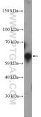 GH3 Domain Containing antibody, 26123-1-AP, Proteintech Group, Western Blot image 