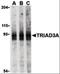Ring Finger Protein 216 antibody, orb87383, Biorbyt, Western Blot image 