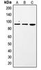 Signal Transducer And Activator Of Transcription 1 antibody, orb214616, Biorbyt, Western Blot image 