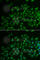 Membrane Palmitoylated Protein 2 antibody, A6659, ABclonal Technology, Immunofluorescence image 