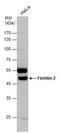 Flotillin 2 antibody, PA5-21296, Invitrogen Antibodies, Western Blot image 