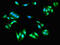 Scinderin antibody, orb47495, Biorbyt, Immunofluorescence image 