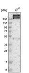 PMCA1 antibody, HPA012945, Atlas Antibodies, Western Blot image 
