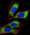 60S ribosomal protein L14 antibody, M07781, Boster Biological Technology, Immunofluorescence image 