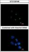 GRIP And Coiled-Coil Domain Containing 1 antibody, GTX120148, GeneTex, Immunofluorescence image 