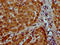N-acylethanolamine-hydrolyzing acid amidase antibody, LS-C682305, Lifespan Biosciences, Immunohistochemistry paraffin image 