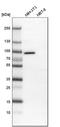 Sperm Antigen With Calponin Homology And Coiled-Coil Domains 1 antibody, HPA021421, Atlas Antibodies, Western Blot image 