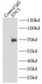 Ectoderm-neural cortex protein 1 antibody, FNab02759, FineTest, Immunoprecipitation image 