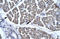 EYA Transcriptional Coactivator And Phosphatase 3 antibody, 27-553, ProSci, Immunohistochemistry frozen image 
