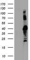 Ring Finger Protein 113B antibody, CF504121, Origene, Western Blot image 