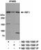 Replication Timing Regulatory Factor 1 antibody, NB100-1585, Novus Biologicals, Immunoprecipitation image 