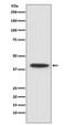 CEBPA antibody, M00386, Boster Biological Technology, Western Blot image 