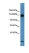 Zinc finger protein basonuclin-1 antibody, NBP1-68996, Novus Biologicals, Western Blot image 