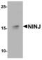 Ninjurin-1 antibody, MBS153659, MyBioSource, Western Blot image 