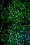 Angiopoietin-related protein 4 antibody, LS-C331822, Lifespan Biosciences, Immunofluorescence image 