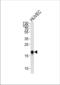 Caveolin 2 antibody, TA325060, Origene, Western Blot image 