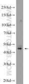 BarH Like Homeobox 2 antibody, 23976-1-AP, Proteintech Group, Western Blot image 
