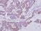 Exocyst Complex Component 4 antibody, PA5-31027, Invitrogen Antibodies, Immunohistochemistry frozen image 