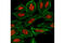Histone H3 antibody, 11960S, Cell Signaling Technology, Immunocytochemistry image 