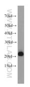Peroxiredoxin 1 antibody, 20568-1-AP, Proteintech Group, Western Blot image 