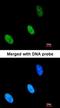 Zinc Fingers And Homeoboxes 2 antibody, orb69806, Biorbyt, Immunofluorescence image 
