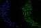 Grainyhead Like Transcription Factor 2 antibody, A04120-2, Boster Biological Technology, Immunofluorescence image 