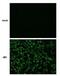 Japanese Encephalitis Virus antibody, PA5-32211, Invitrogen Antibodies, Immunofluorescence image 