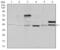 NCK Adaptor Protein 1 antibody, GTX60593, GeneTex, Western Blot image 