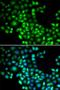 Forkhead Box P1 antibody, LS-C333955, Lifespan Biosciences, Immunofluorescence image 
