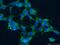 ATPase H+ Transporting V1 Subunit G1 antibody, 16143-1-AP, Proteintech Group, Immunofluorescence image 
