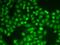 PYD And CARD Domain Containing antibody, LS-C746971, Lifespan Biosciences, Immunofluorescence image 