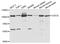 Cell Division Cycle 5 Like antibody, A5560, ABclonal Technology, Western Blot image 