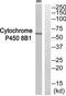 7-alpha-hydroxycholest-4-en-3-one 12-alpha-hydroxylase antibody, TA313734, Origene, Western Blot image 