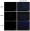 Epstein Barr Virus Protein 71 antibody, PA5-32202, Invitrogen Antibodies, Immunofluorescence image 