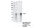HNF-3A antibody, 53528S, Cell Signaling Technology, Immunoprecipitation image 