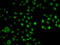 Low Density Lipoprotein Receptor Adaptor Protein 1 antibody, 22-691, ProSci, Immunofluorescence image 