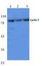 Cyclin F antibody, AP06083PU-N, Origene, Western Blot image 