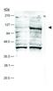 HIF-2-alpha antibody, GTX30123, GeneTex, Western Blot image 