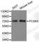 Proprotein Convertase Subtilisin/Kexin Type 9 antibody, A6006, ABclonal Technology, Western Blot image 