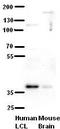 Cilia And Flagella Associated Protein 298 antibody, TA338943, Origene, Western Blot image 