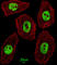 Homeobox protein unc-4 homolog antibody, abx026131, Abbexa, Western Blot image 