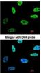Ribosomal Protein SA antibody, NBP1-33002, Novus Biologicals, Immunofluorescence image 