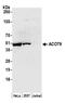 Acyl-CoA Thioesterase 9 antibody, A305-797A-M, Bethyl Labs, Western Blot image 