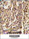 Kinesin Family Member 11 antibody, 63-779, ProSci, Immunofluorescence image 